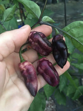 Load image into Gallery viewer, PJ Peach’z & Cream’z Mix (Pepper Seeds)