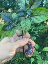 Load image into Gallery viewer, PJ Peach’z & Cream’z Mix (Pepper Seeds)