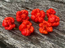 Load image into Gallery viewer, Trinidad Moruga Scorpion (Blend) (Pepper Seeds)