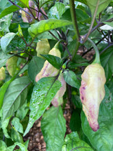 Load image into Gallery viewer, PJ Redlight (Pepper Seeds) (Pimenta Jolokia)