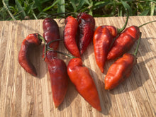 Load image into Gallery viewer, PJ Red OG (Pepper Seeds)