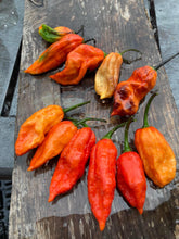 Load image into Gallery viewer, Primo Noir (Blushed) (Pepper Seeds)