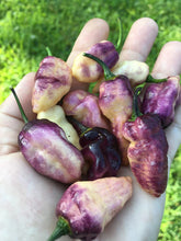 Load image into Gallery viewer, PJ Peach’z & Cream’z Mix (Pepper Seeds)