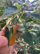 Load image into Gallery viewer, Hesperides (VSRP Poblano) (Pepper Seeds)