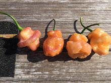 Load image into Gallery viewer, Roxa Lantern (T-E Mix)(Pepper Seeds)