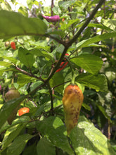 Load image into Gallery viewer, Bhut Jolokia Purple/Red "Purple Ghost" (Pepper Seeds)