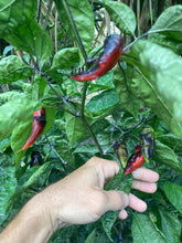 Load image into Gallery viewer, PJ Red OG (Pepper Seeds)