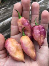 Load image into Gallery viewer, Taj Mahal Pink Minion (Pepper Seeds)