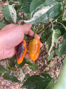 Barzakh (VSRP Poblano) (Pepper Seeds)
