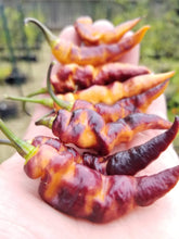 Load image into Gallery viewer, PJ Long Ice (Pepper Seeds)