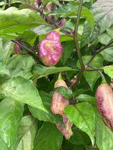 Load image into Gallery viewer, PJ Redlight (Pepper Seeds) (Pimenta Jolokia)