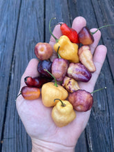 Load image into Gallery viewer, Roxa Lantern (T-E Mix)(Pepper Seeds)