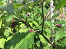 Load image into Gallery viewer, Bhut Jolokia Purple/Red "Purple Ghost" (Pepper Seeds)