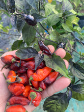 Load image into Gallery viewer, PJ Molten Ice (Pepper Seeds)