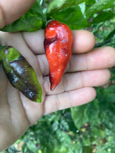 Load image into Gallery viewer, PJ Red OG (Pepper Seeds)