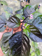 Load image into Gallery viewer, PJ Solid Black (Pepper Seeds)