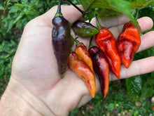 Load image into Gallery viewer, PJ Red OG (Pepper Seeds)
