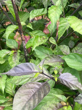 Load image into Gallery viewer, PJ Redlight (Pepper Seeds) (Pimenta Jolokia)