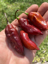 Load image into Gallery viewer, Serenade Horizon (Pepper Seeds)