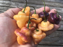 Load image into Gallery viewer, Roxa Lantern (T-E Mix)(Pepper Seeds)
