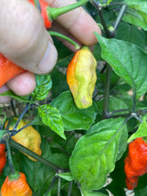 Load image into Gallery viewer, PJ Redlight (Pepper Seeds) (Pimenta Jolokia)