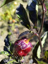 Load image into Gallery viewer, Purplegum Orange Blushed (Pepper Seeds)