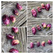Load image into Gallery viewer, PJ Peach’z & Cream’z Mix (Pepper Seeds)