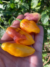 Load image into Gallery viewer, School Bus Karen (Pepper Seeds)