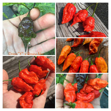 Load image into Gallery viewer, Primo Noir (Stinger Select) (Pepper Seeds)