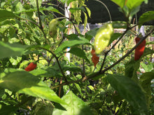 Load image into Gallery viewer, Bhut Jolokia Purple/Red "Purple Ghost" (Pepper Seeds)