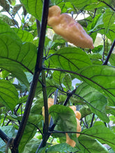 Load image into Gallery viewer, PJ Peach Ice (Pepper Seeds)