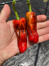 Load image into Gallery viewer, Bryan’s Blood (Fieri)(Pepper Seeds)