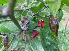 Load image into Gallery viewer, PJ Red OG (Pepper Seeds)