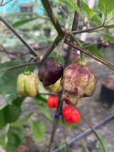 Load image into Gallery viewer, Purple Reaper (Pepper Seeds)
