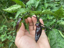 Load image into Gallery viewer, PJ Red OG (Pepper Seeds)