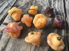 Load image into Gallery viewer, Roxa Lantern (T-E Mix)(Pepper Seeds)