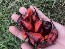 Load image into Gallery viewer, PJ Molten Ice (Pepper Seeds)
