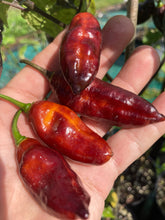 Load image into Gallery viewer, Serenade Horizon (Pepper Seeds)