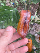 Load image into Gallery viewer, Kandam (VSRP Poblano) (Pepper Seeds)