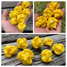 Load image into Gallery viewer, “Creamo” BOC X Primo (Cream) Pepper Seeds