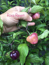 Load image into Gallery viewer, Roxa Lantern (T-E Mix)(Pepper Seeds)