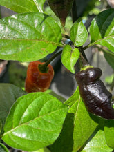 Load image into Gallery viewer, PJ Ored Ice (Pepper Seeds) (Limited)