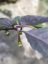 Load image into Gallery viewer, PJ Smooth Orange (Pepper Seeds)(Pimenta Jolokia)