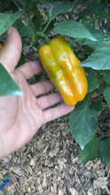 Load image into Gallery viewer, Arkaim (VSRP Poblano) (Pepper Seeds)