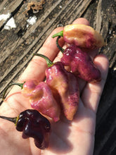 Load image into Gallery viewer, PJ Peach’z & Cream’z Mix (Pepper Seeds)