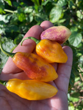 Load image into Gallery viewer, School Bus Karen (Pepper Seeds)