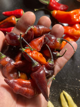 Load image into Gallery viewer, PJ Molten Ice (Pepper Seeds)