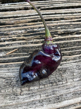 Load image into Gallery viewer, PJ XD (Pepper Seeds) (Pimenta Jolokia)