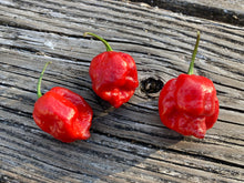 Load image into Gallery viewer, Purple Reaper (Pepper Seeds)