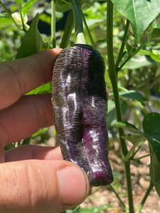 Agartha (VSRP Poblano) (Pepper Seeds)